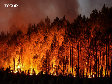 A Planet on Fire: Why Forest Fires Are a Wake-Up Call for Renewable Energy