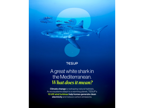 Rare Great White Shark Spotted in Mediterranean as Climate Change Shifts Habitats