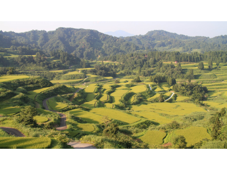 夏の新潟県十日町市、星峠の棚田
