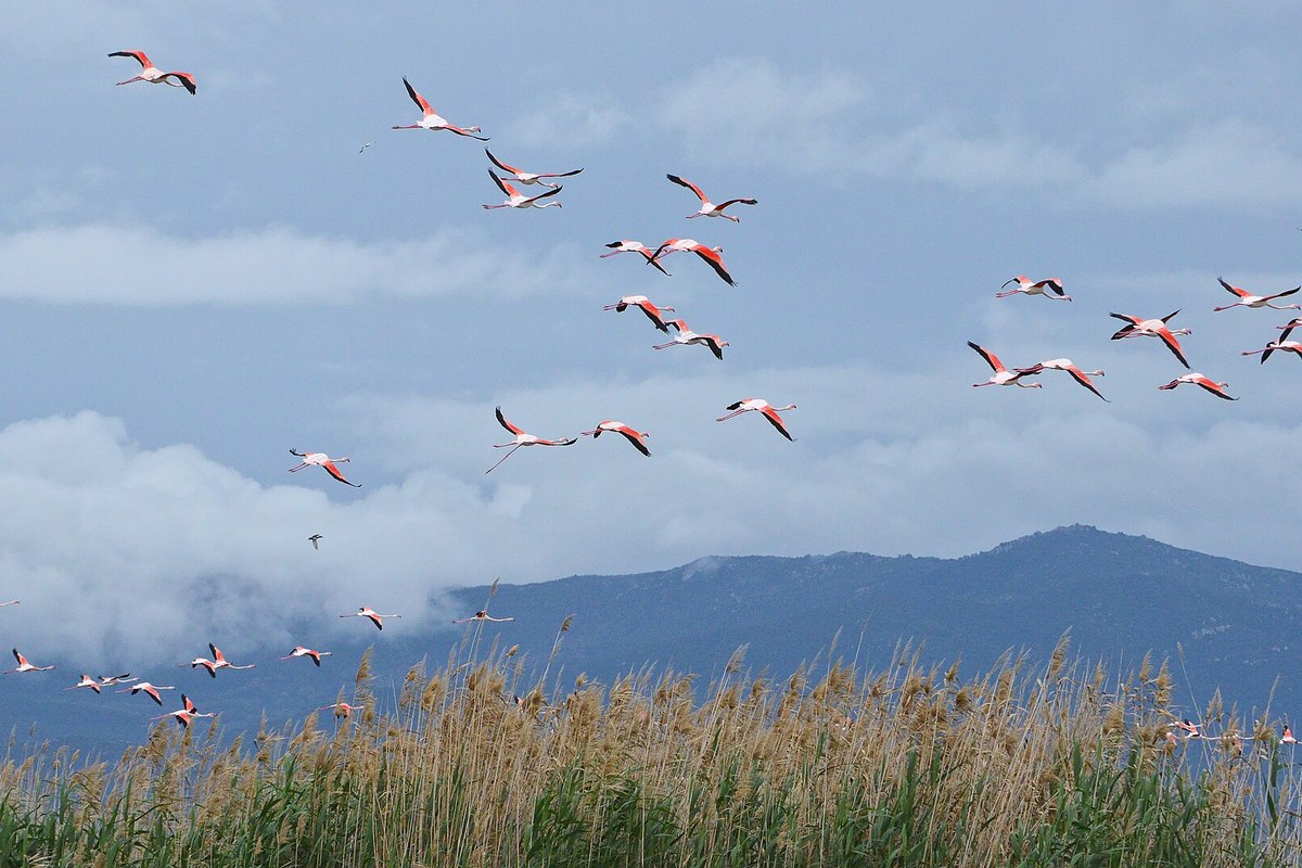 Arkada tepeler ve bulutlarla, Cagliari yakınlarında sazlıkların üzerinden uçan bir büyük flamingo sürüsü
