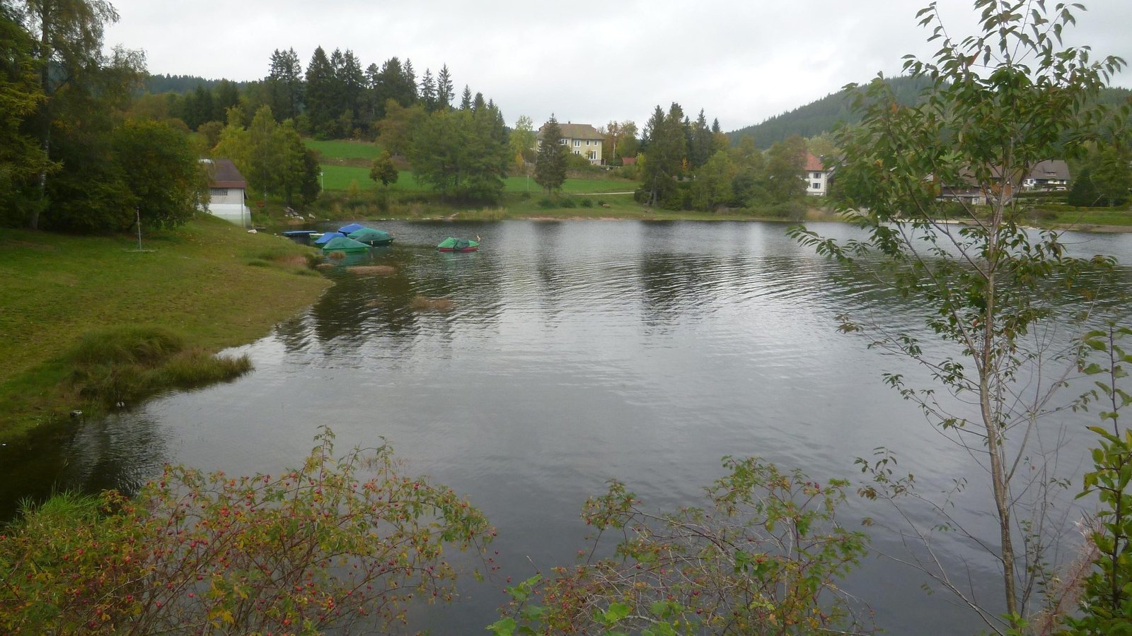The Schluchsee reservoir surrounded by Black Forest spruce woods