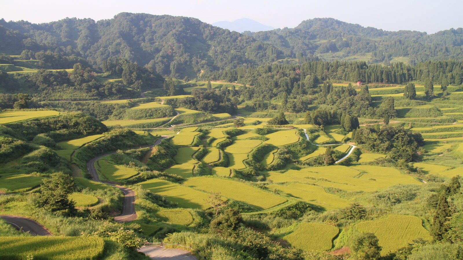 夏の新潟県十日町市、星峠の棚田
