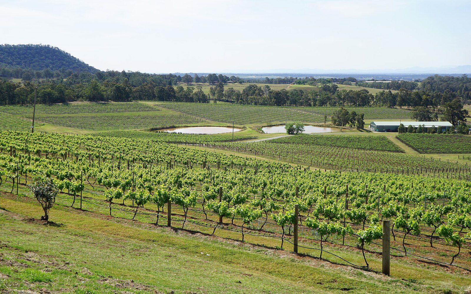 Rows of green vines in the Hunter Valley, New South Wales, with a wooded ridge behind under a blue sky