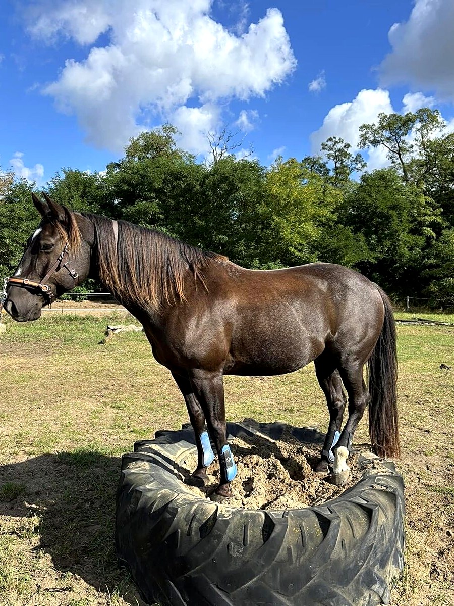 Ein dunkelbraunes Pferd steht auf einem großen, mit Sand gefüllten Reifen auf einem Paddock unter blauem Himmel