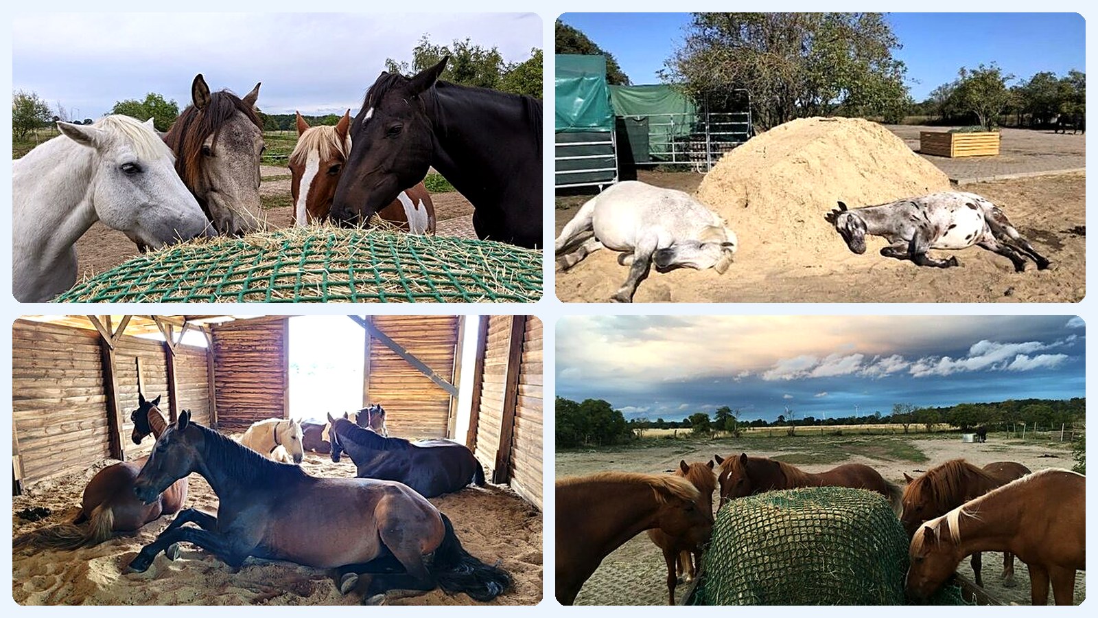 Vier Fotos: Pferde teilen sich ein Heunetz, zwei Pferde wälzen sich im Sand, Pferde ruhen im Offenstall, Ponys fressen aus einem Heunetz
