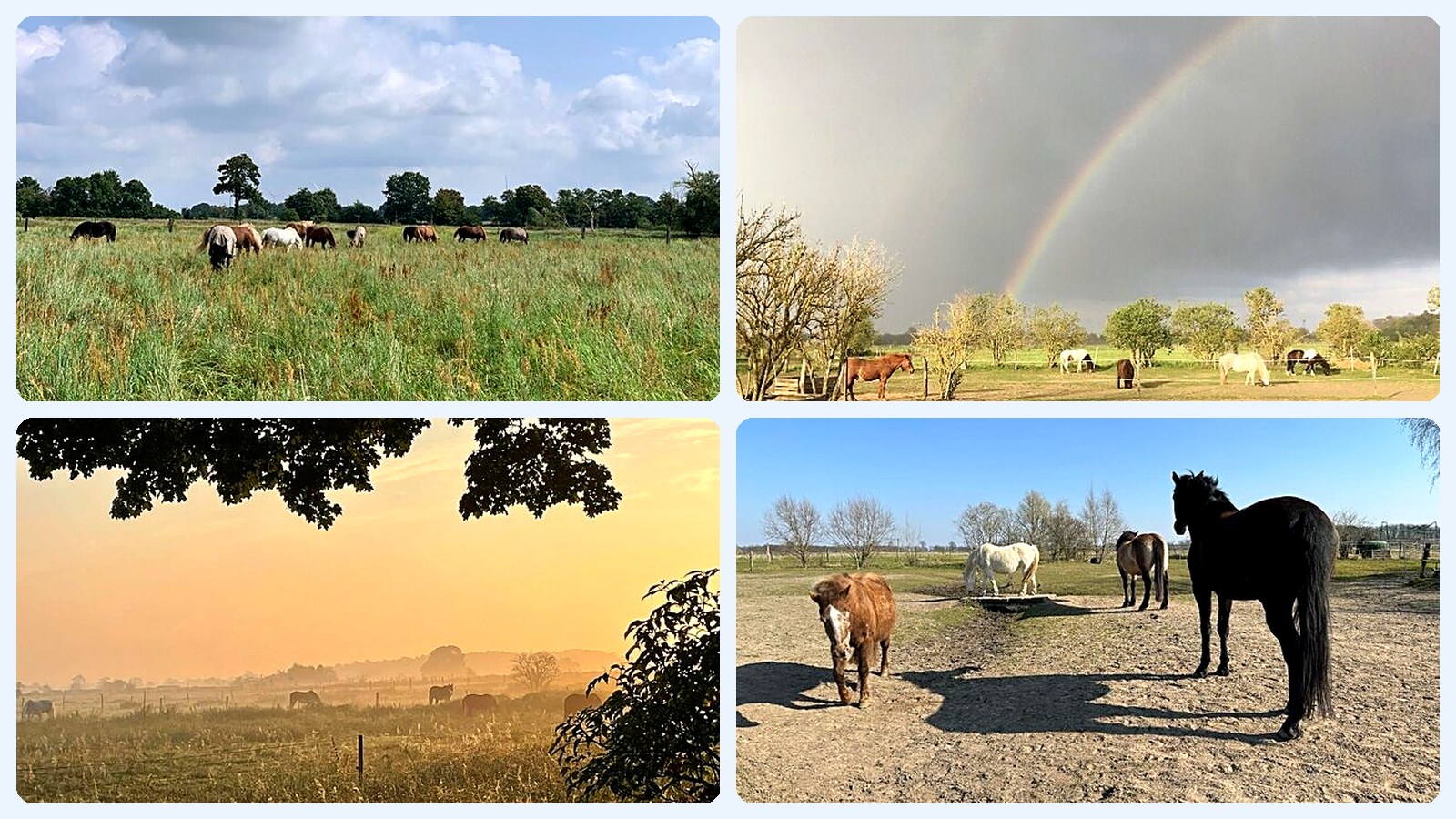 Vier Fotos: eine Herde grast im hohen Gras, ein Regenbogen über der Weide, ein nebliger Sonnenaufgang über den Feldern und Pferde auf einem sonnigen Paddock