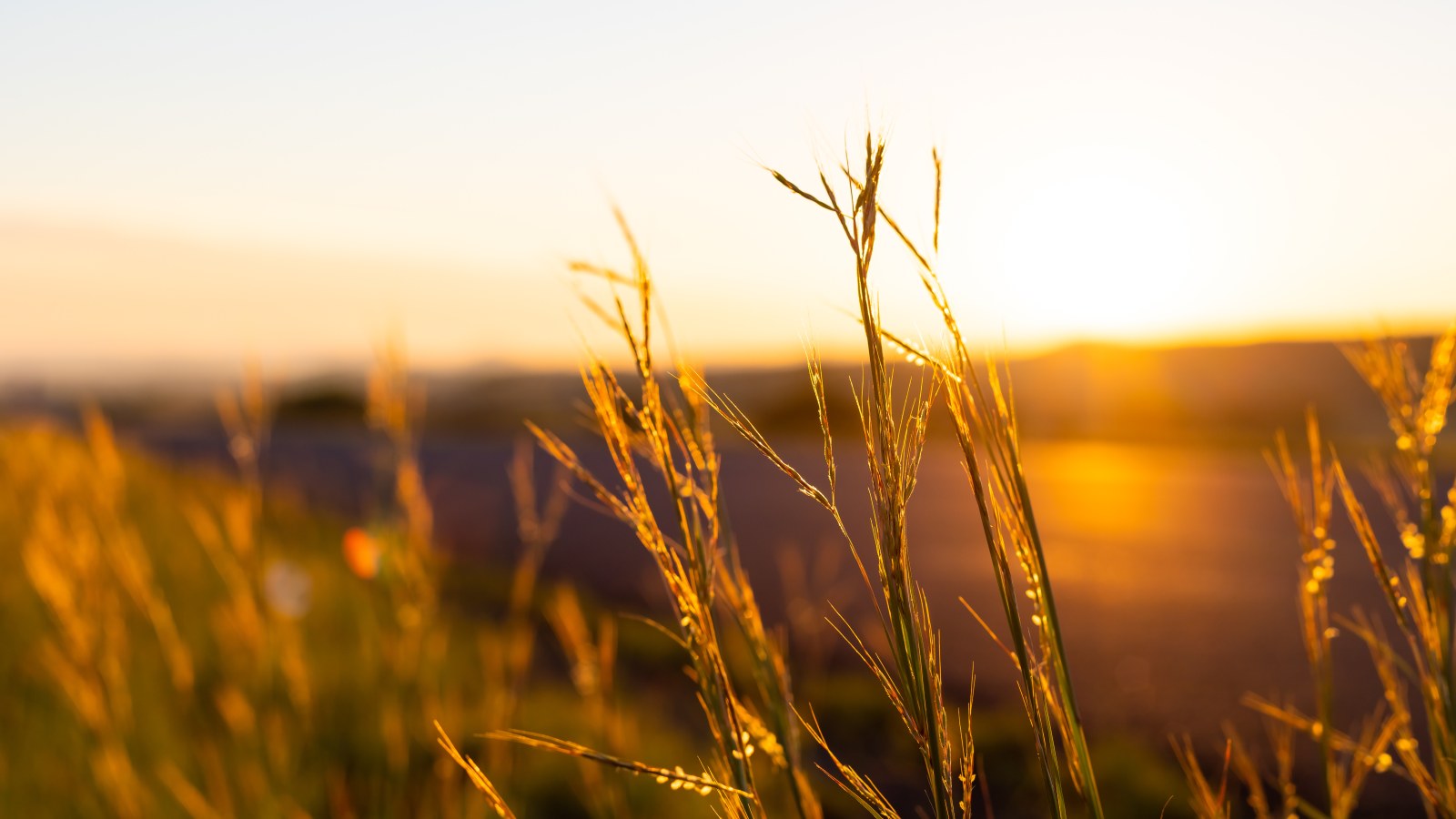 Auringonnousu avoimen ruohikon yllä maaseudulla Etelä-Afrikassa